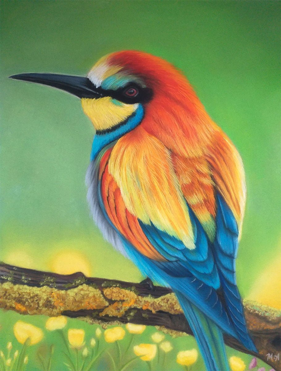 Bee Eater Bird 1 Bee Eater Bird