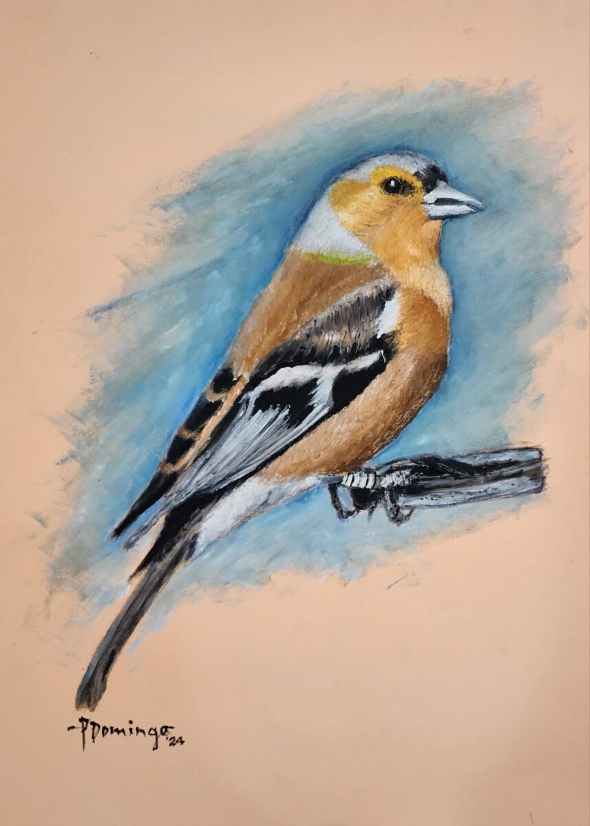 Little bird 1 Little bird